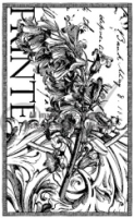 Cling - Hyacinth
