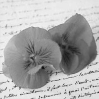 Love Notes - Pansies on Letter