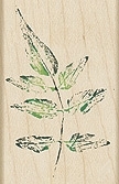 Leaf Fern