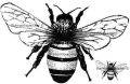 Medium Bee