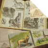Papier Serengeti - Wanyama (Animals)