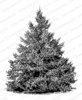 Cling - Pine Tree