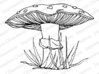 Cling - Mushroom