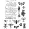 Entomology (Cling Set)