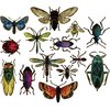 Sizzix Thinlits - Tim Holtz Entomology
