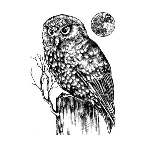 Owl and Moon