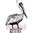 Cling - Pelican