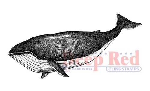 Cling - Whale