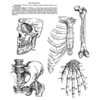 Anatomy (Cling Set)