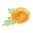 Sizzix Thinlits - Chrysanthemum