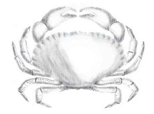 Cling - Crab 3D Shading