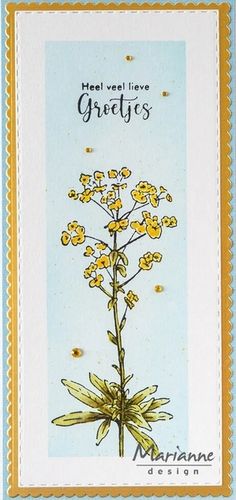Clear - Tiny's Euphorbia
