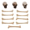 Tim Holtz Idea-Ology Skulls + Bones